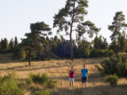 Through the Wabener juniper heath